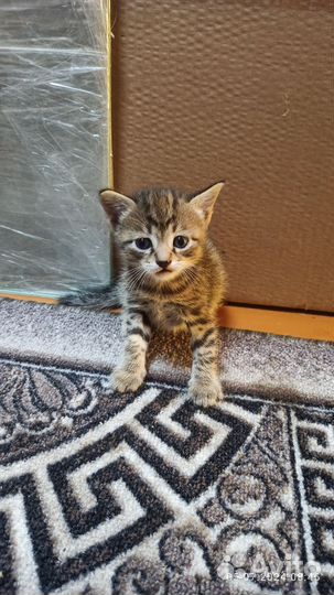Котята
