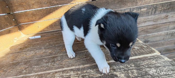 Собака в добрые руки отдам бесплатно