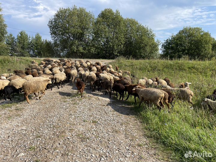 Бараны, овцы