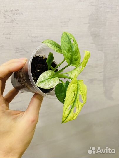 Монстера адансона вариегатная