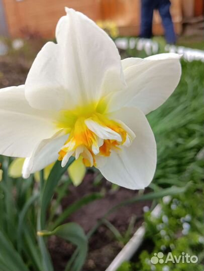 Многолетники: ирисы, гейхера, наперстянка и др