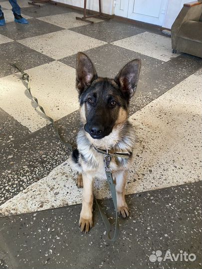 Кинолог-зоопсихолог