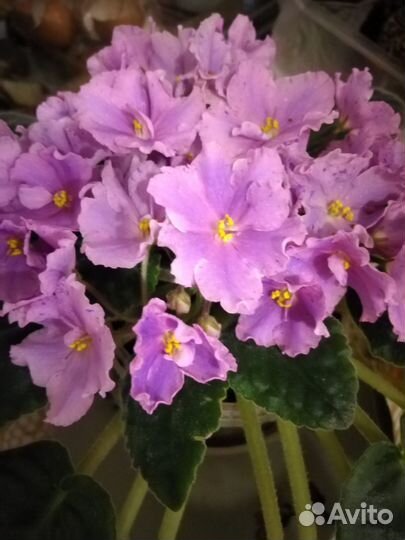 Фиалка сортовая