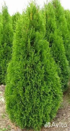 Туя западная смарагд