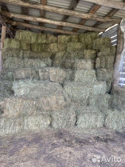 Продам сено в кипах