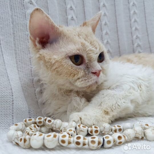 Кошечка с экзотическими корнями в добрые руки