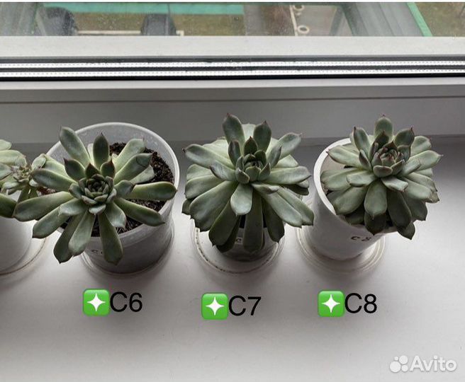 Суккуленты эхеверия