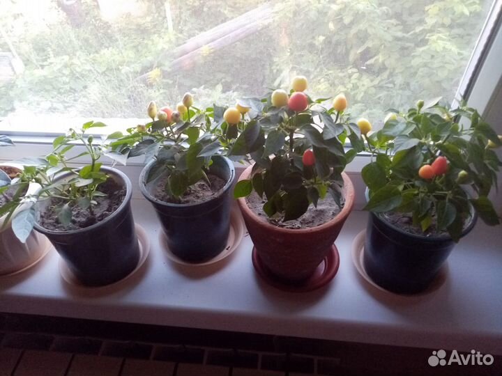 Декоротивный острый перец