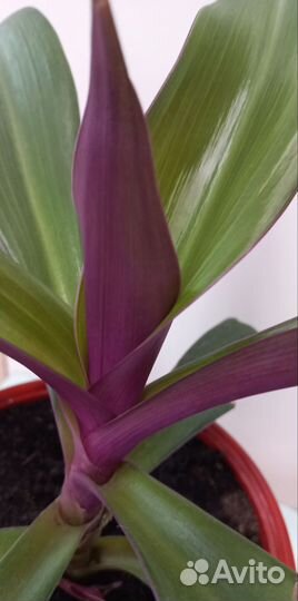 Рео (ладья Моисея)