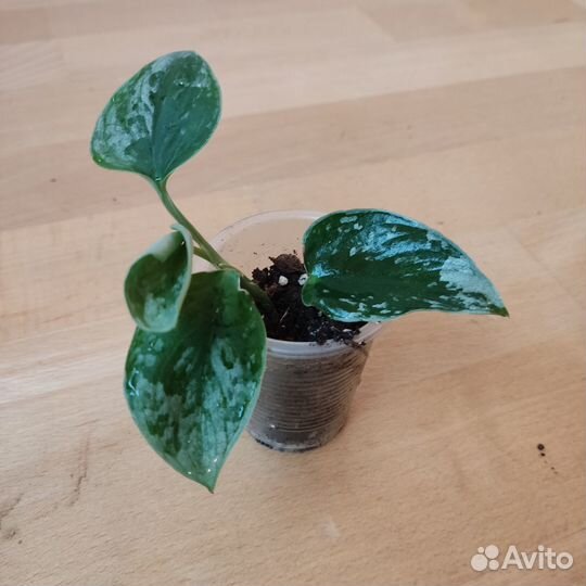 Эпипремнум сциндапсус филодендрон