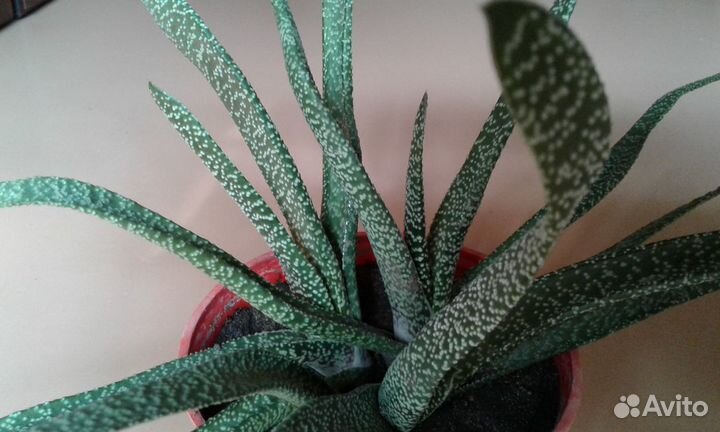 Бородавчатая гя