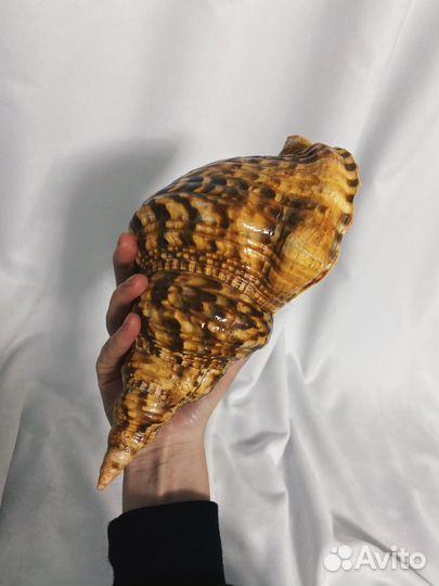 Морская раковина Харония Тритонис 26 см + коралл