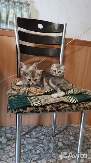 Шотландские котята