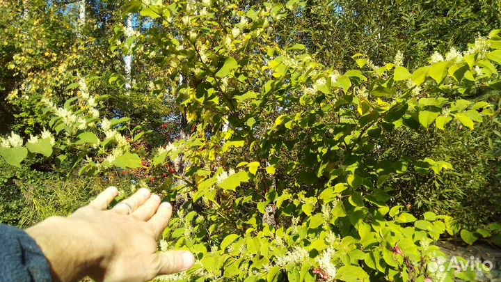 Гречиха сахалинская или горец сахалинский