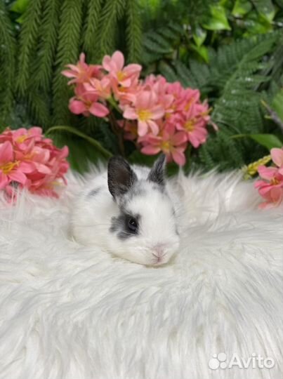 Мини кролики