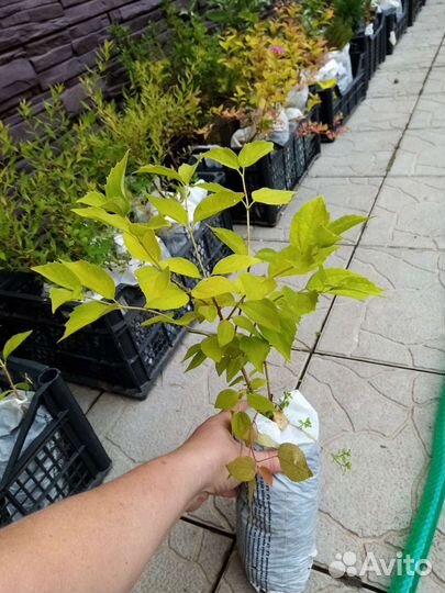 Жасмин махровый. Чибушник