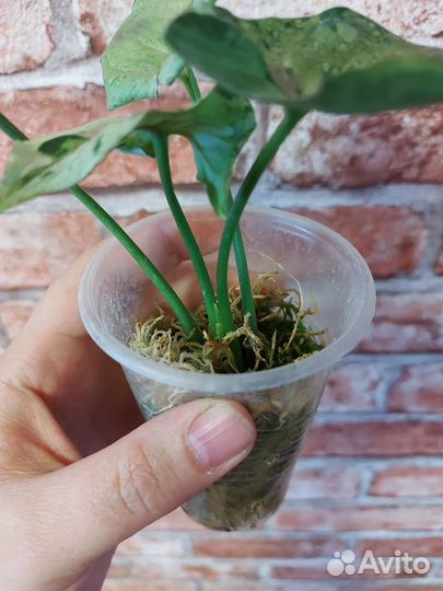 Сингониум серый призрак