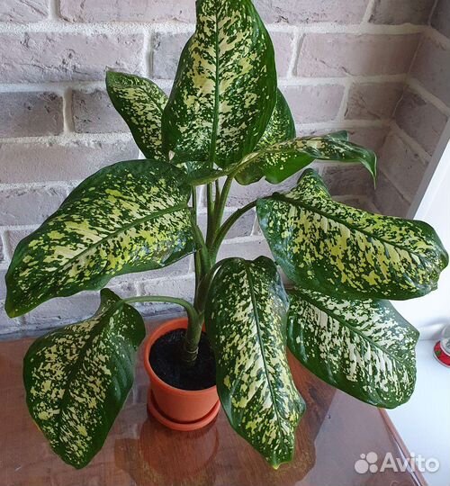 Диффенбахия