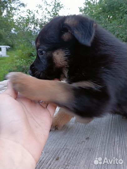 Собака в добрые руки отдам бесплатно