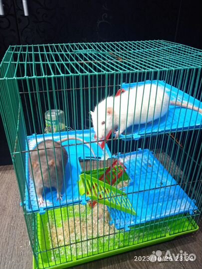 Крысы дамбо девочки