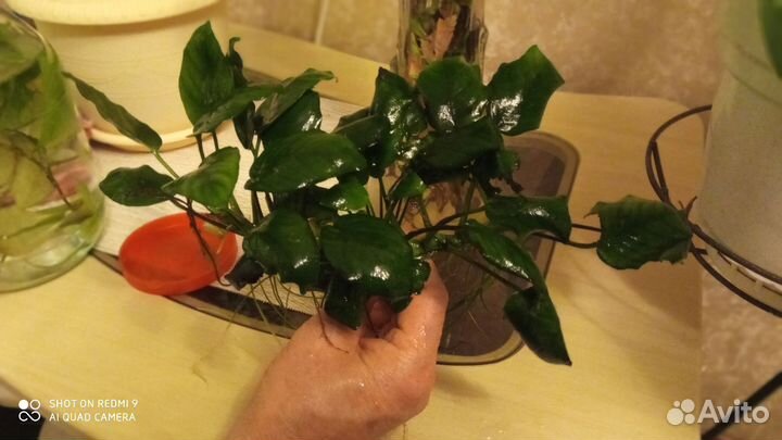 Аквариумные растения анубиас