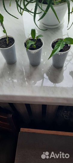 Цветок женское счастье