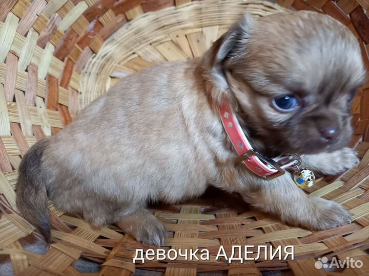 Щенки чихуахуа