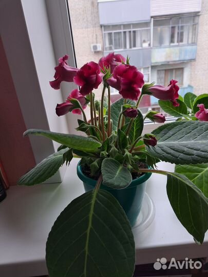 Глоксиния тидея