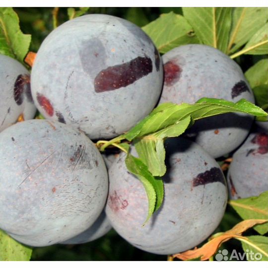 Слива Блэк Даймонд (Black Diamond) Саженцы 2 года