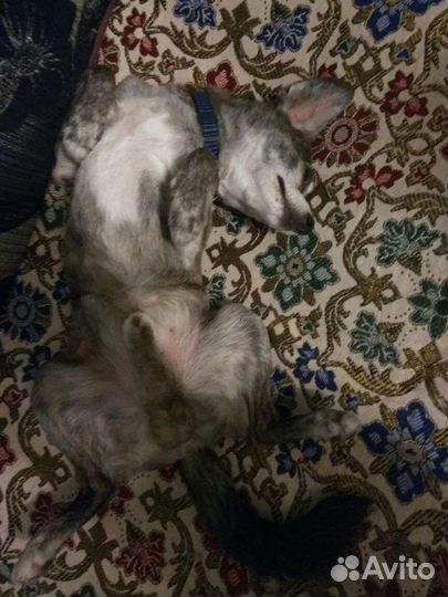 Передержка ваших любимцев на время отпуска