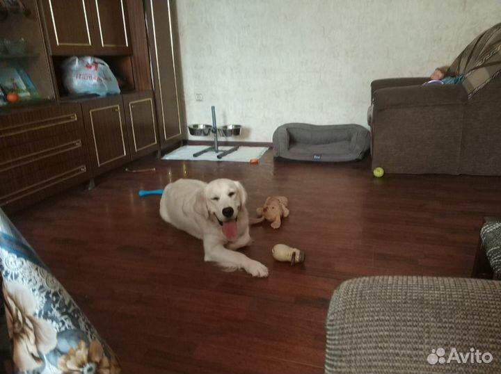 Профессиональная дрессировка. Кинолог/зоопсихолог