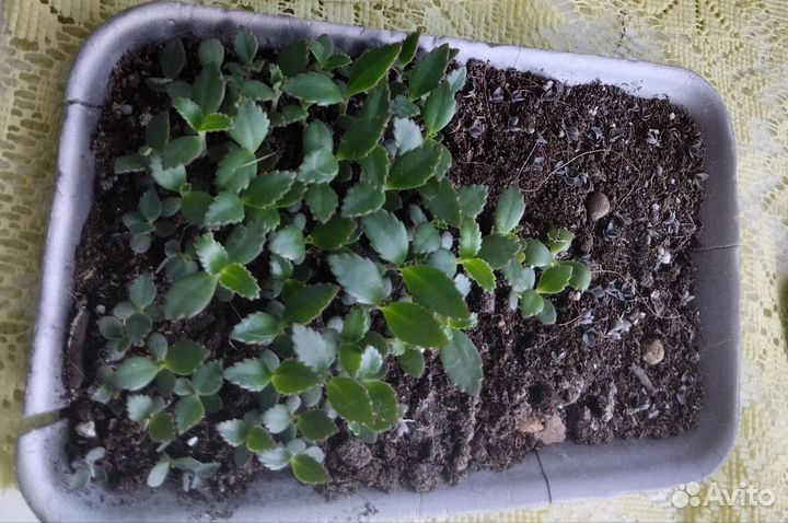 Коланхое. Детки