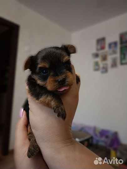 Йокширский терьер мини