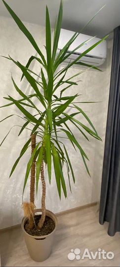 Пальма юкка живая