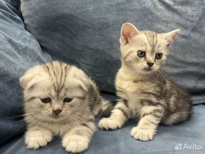 Британские котята