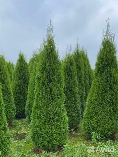 Туя Смарагд