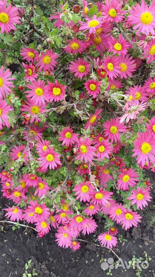 Хризантемы