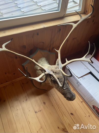 Чучело голова Оленя с шеей