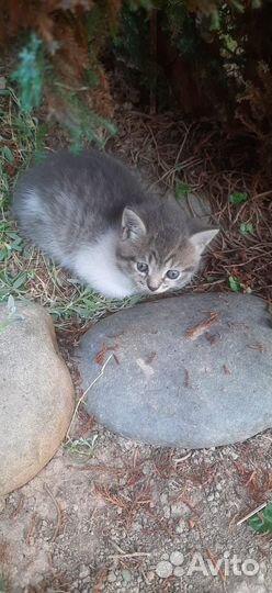 Кошка в дар бесплатно
