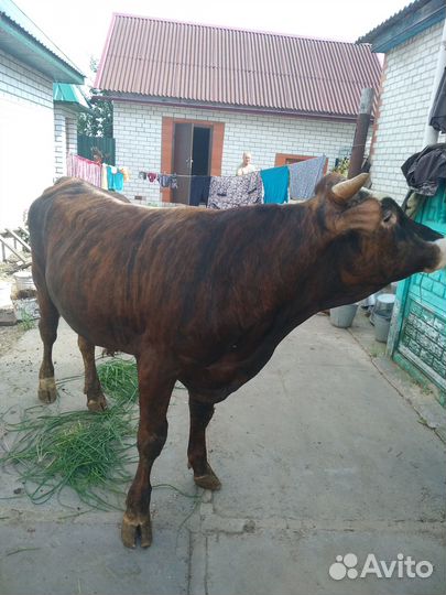 Продается бык