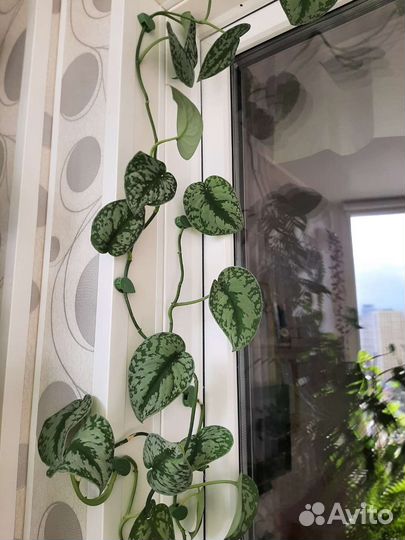 Сингониум, эпипремнум, сциндапсус черенки