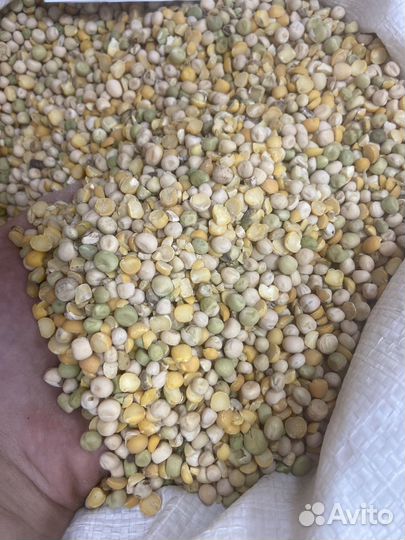 Пшеница ячмень овес кукуруза горох
