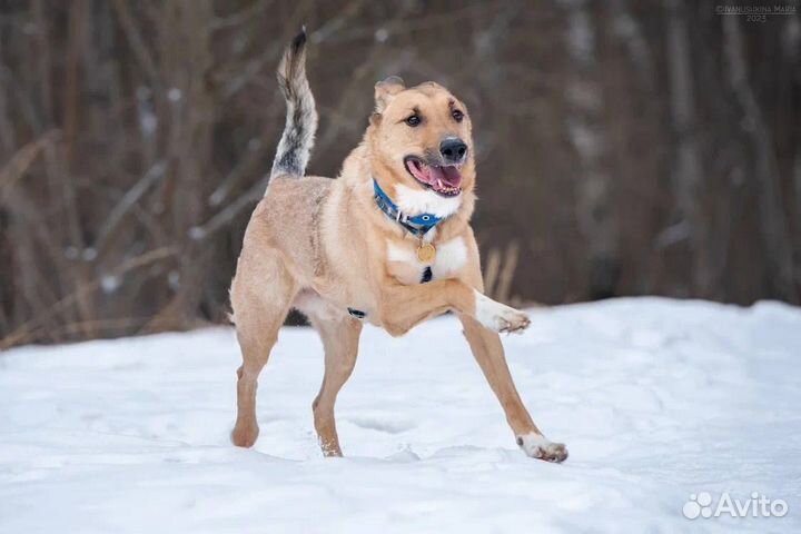 Собака из приюта Лавр в добрые руки