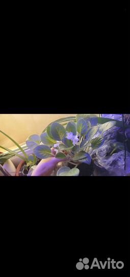 Фиалка белая, черенки