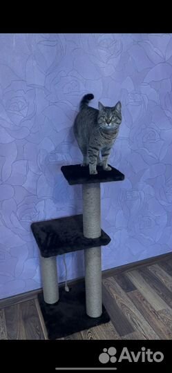 Когтеточка