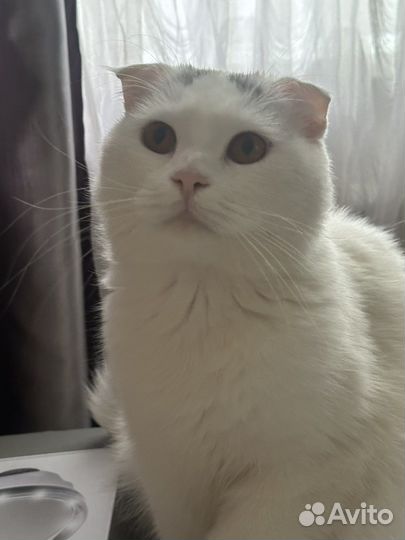 Кошечка вислоухая отдам в очень хорошие руки