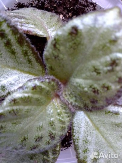 Сингониумы и др