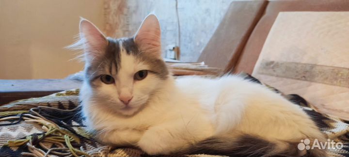 Кошечку в добрые руки