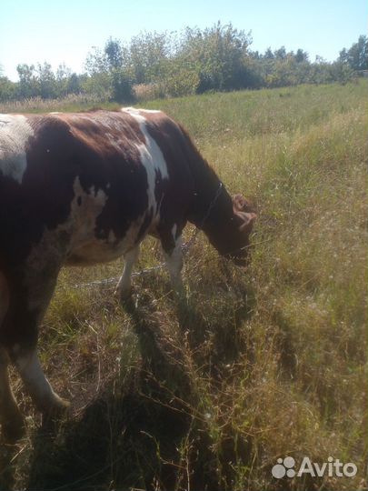 Тёлочка 1.3года