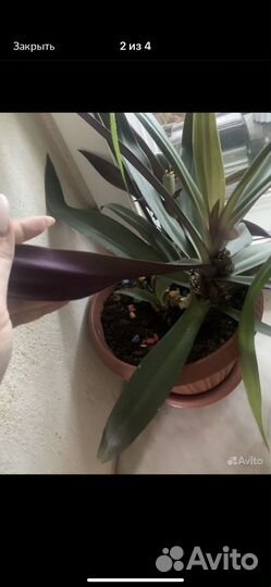 Комнатные цветы